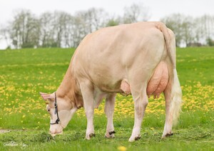 F- Cow
GS HUBERBUA - FIBI